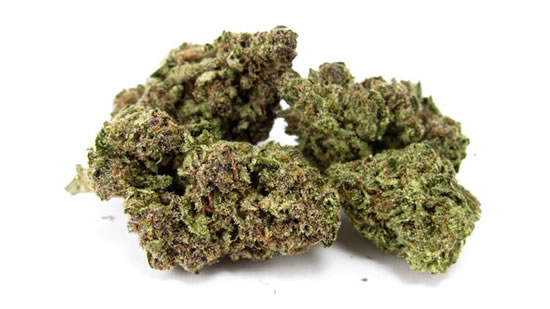 Guide to outstanding outdoor flower of 2021